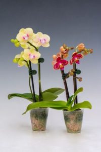 2.0 in Blooming Orchids in Grower Pots