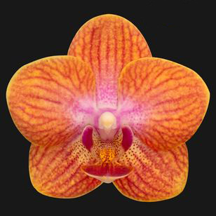 2.0" Orange Orchid