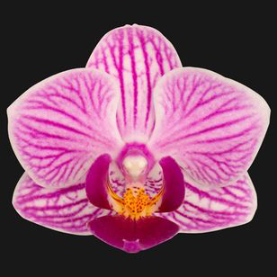 2.0" Pink Orchid