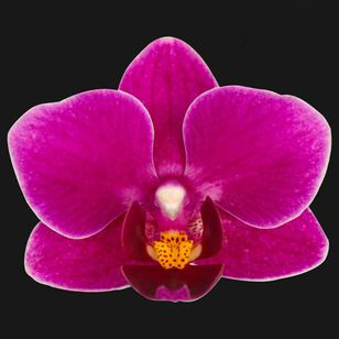 2.0" Purple Orchid