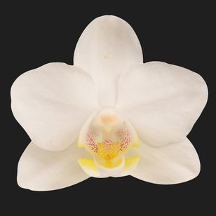 2.0" White Orchid