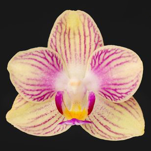 2.0" Yellow Orchid