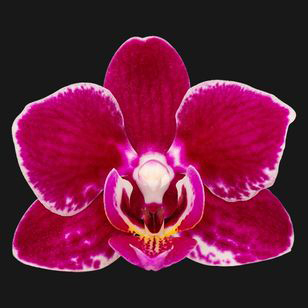3.0" Black Orchid