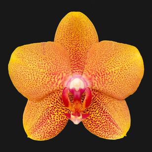 3.0" Orange Orchid
