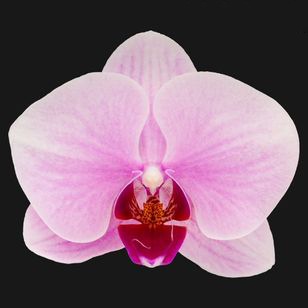 3.0" Pink Orchid