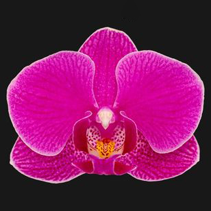 3.0" Purple Orchid