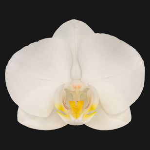 3.0" White Orchid
