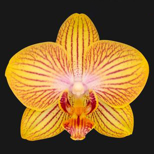 3.0" Yellow Orchid