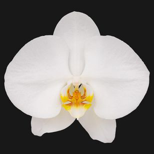 4.0" V3 White Orchid