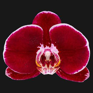4.0" Black Orchid