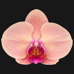 4.0" Orange Orchid