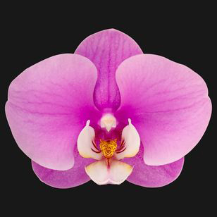 4.0" Pink Orchid