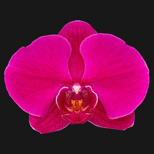 4.0" Purple Orchid