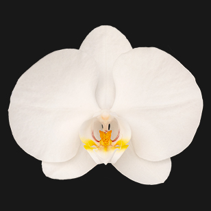 4.0" White Orchid