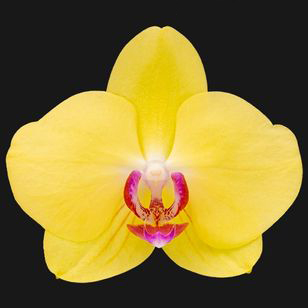 4.0" Yellow Orchid